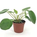 Trasplantar Pilea peperomioides |  Cómo trasplantar una planta de dinero china