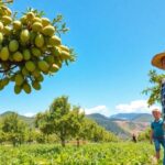 Cultivo de chirimoya en España: todo lo que necesitas saber