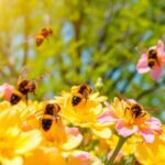 Cómo recolectan polen abejas