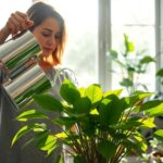 Cuántas veces regar planta: guía práctica para un riego adecuado