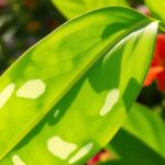 Manchas blancas en las hojas de las plantas